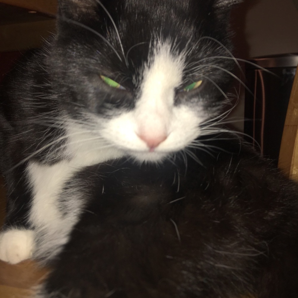 Meet your Posher, Misha